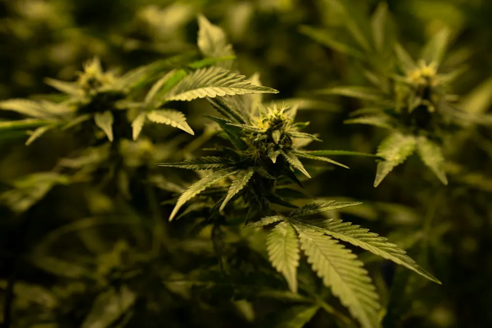 Planta de cannabis com flores sob luz quente